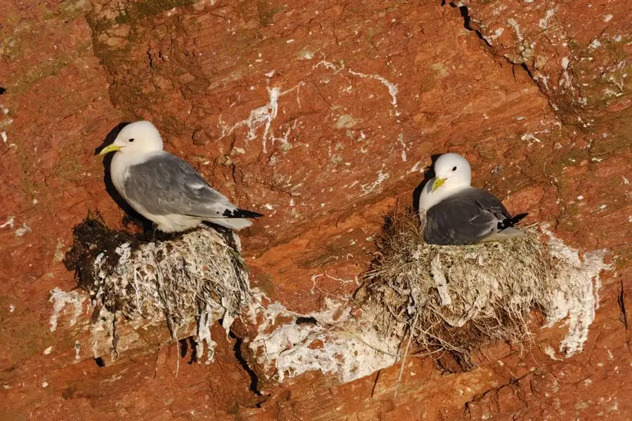 2 Möwen in einem Nest
